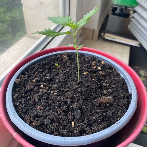 Dhanya growlog timeline photo