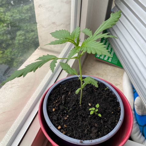 Dhanya growlog timeline photo