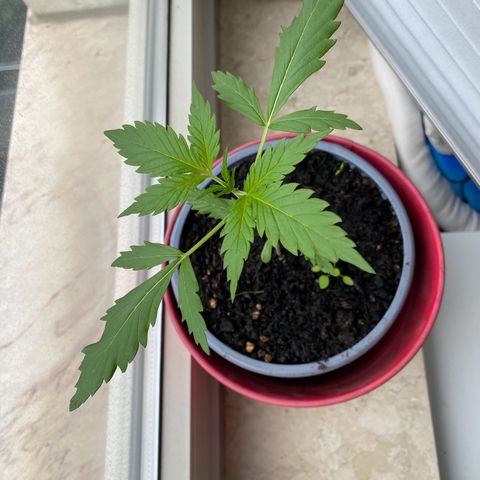 Dhanya growlog timeline photo