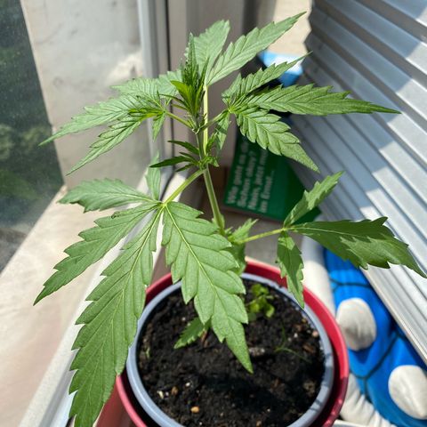 Dhanya growlog timeline photo
