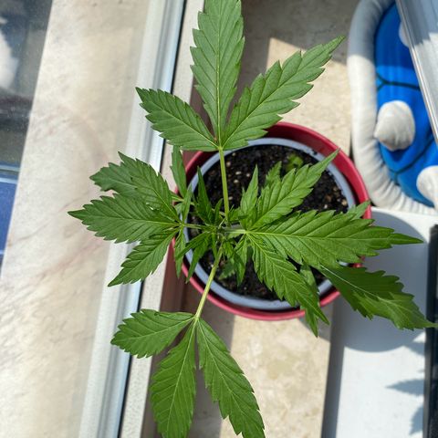 Dhanya growlog timeline photo