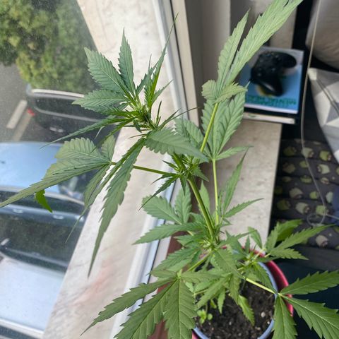 Dhanya growlog timeline photo