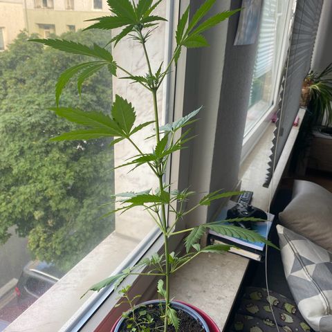 Dhanya growlog timeline photo