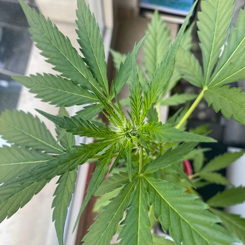 Dhanya growlog timeline photo
