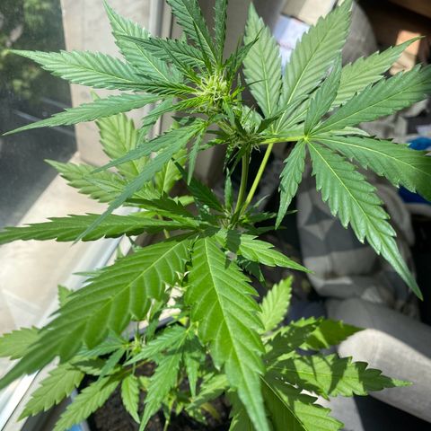 Dhanya growlog timeline photo
