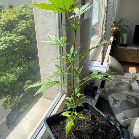 Dhanya growlog timeline photo