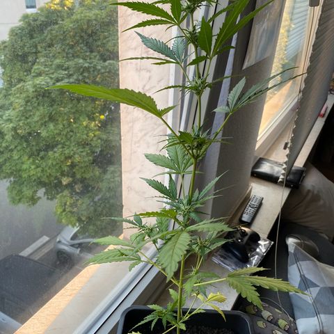 Dhanya growlog timeline photo