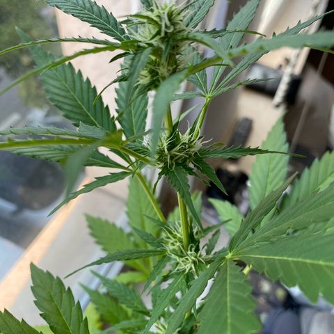 Dhanya growlog timeline photo