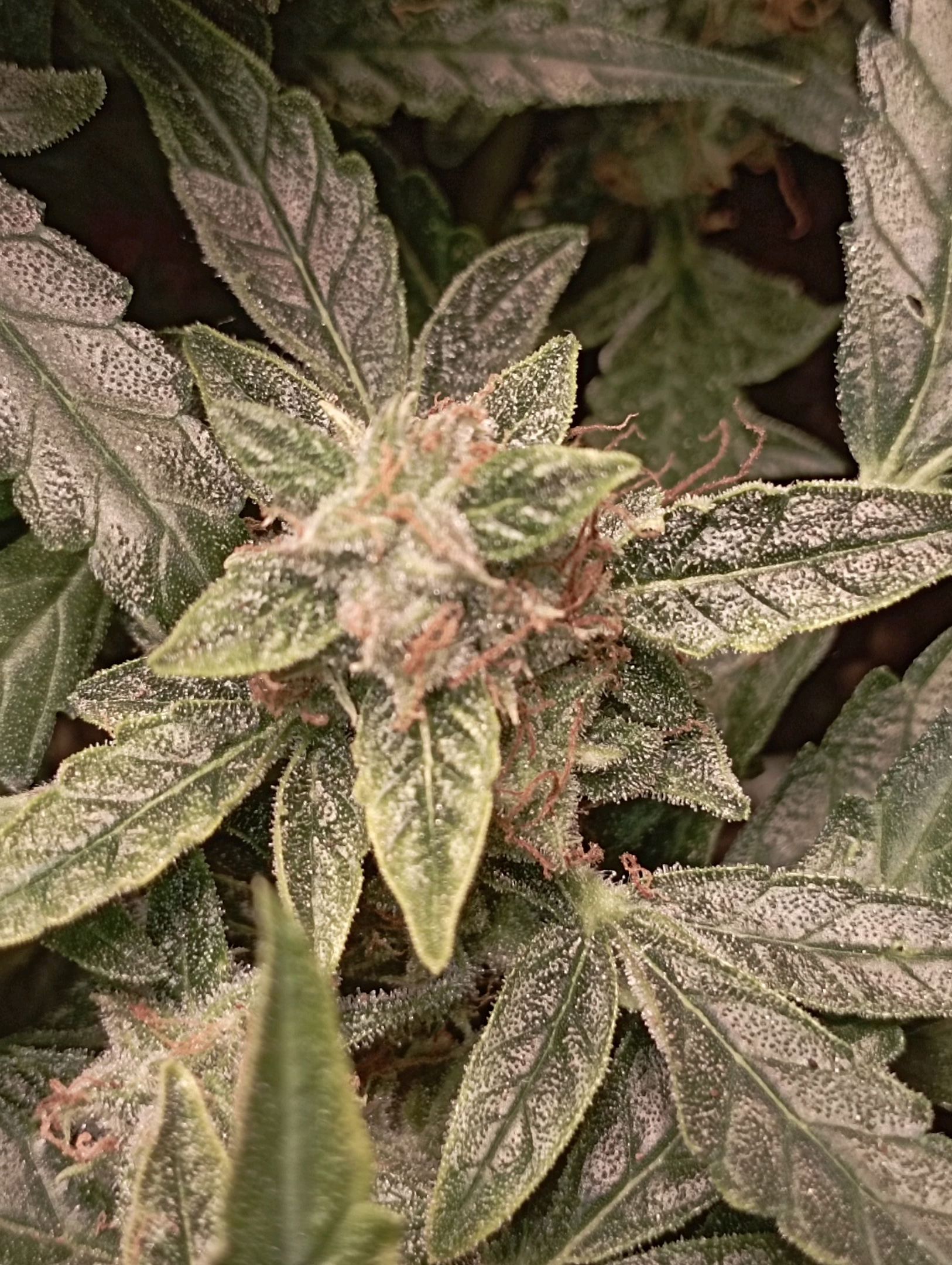 Strawberry Gorilla Auto growlog header