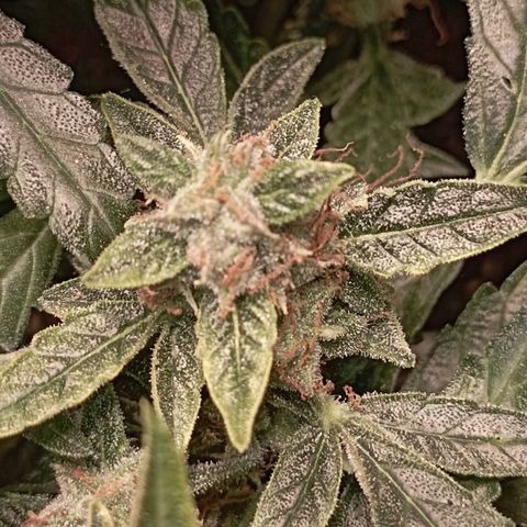 Strawberry Gorilla Auto growlog photo