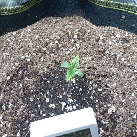 Strawberry Gorilla Auto growlog photo