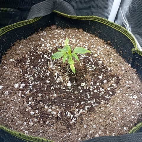 Strawberry Gorilla Auto growlog photo