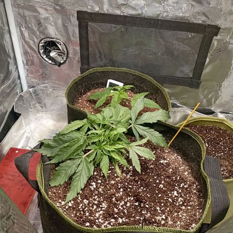 Strawberry Gorilla Auto growlog photo