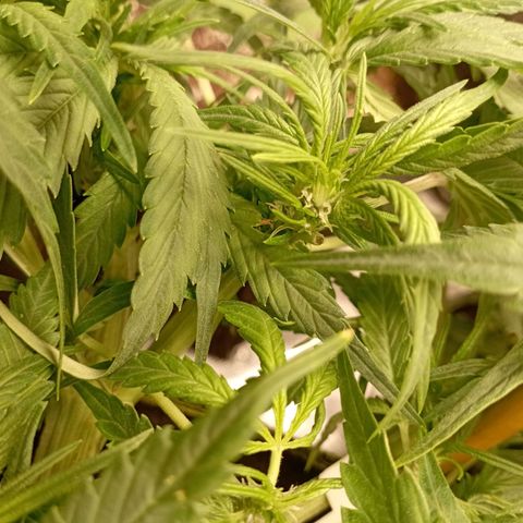 Strawberry Gorilla Auto growlog photo