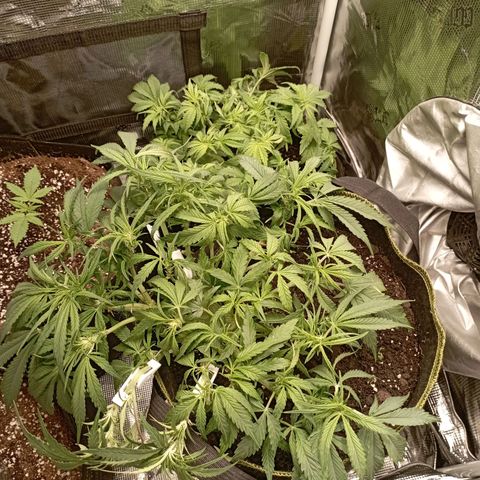 Strawberry Gorilla Auto growlog timeline photo