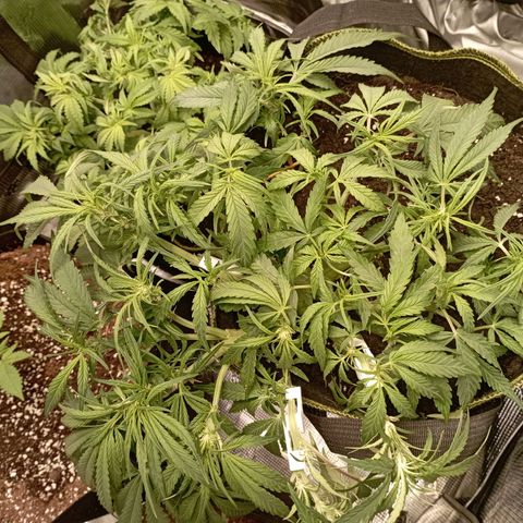 Strawberry Gorilla Auto growlog timeline photo