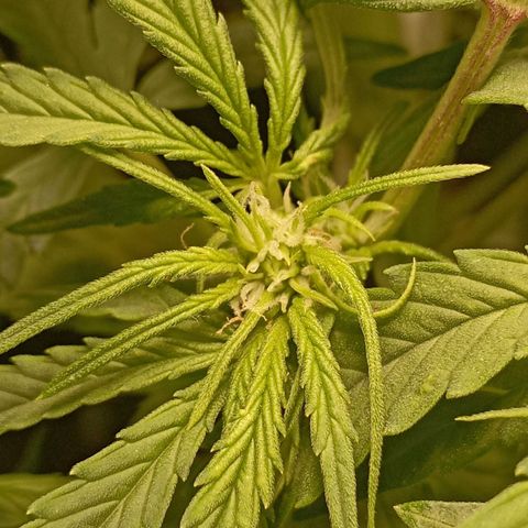 Strawberry Gorilla Auto growlog timeline photo