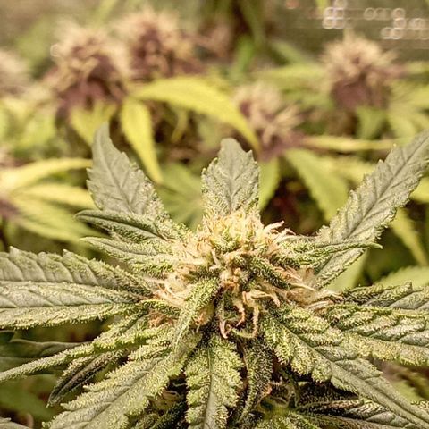 Strawberry Gorilla Auto growlog timeline photo