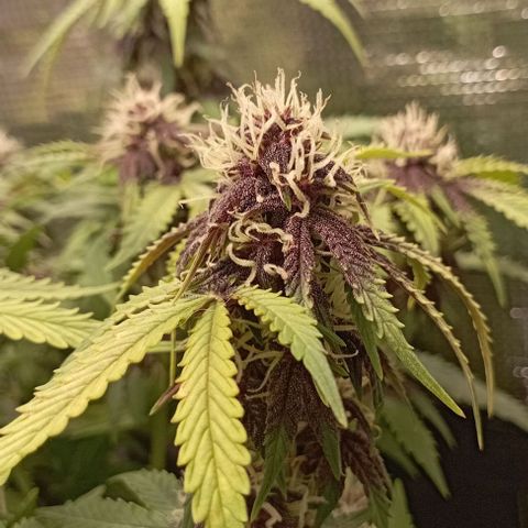 Strawberry Gorilla Auto growlog timeline photo