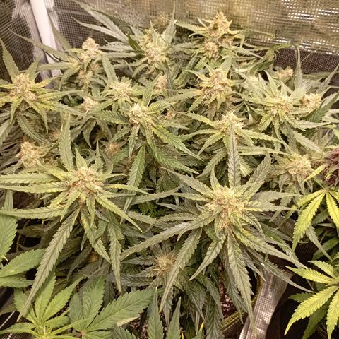 Strawberry Gorilla Auto growlog timeline photo