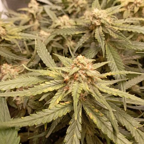 Strawberry Gorilla Auto growlog timeline photo