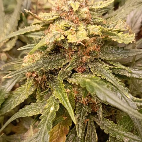 Strawberry Gorilla Auto growlog timeline photo