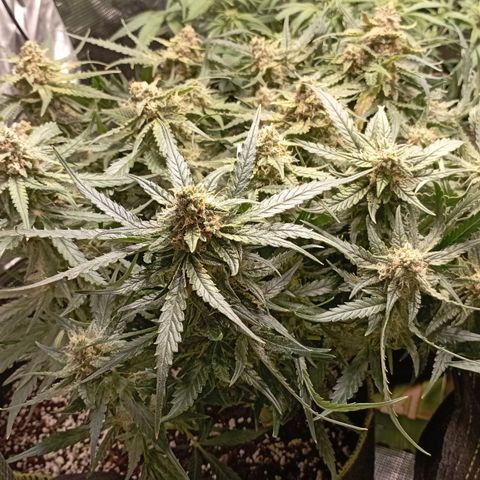 Strawberry Gorilla Auto growlog timeline photo