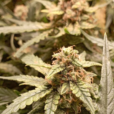 Strawberry Gorilla Auto growlog timeline photo