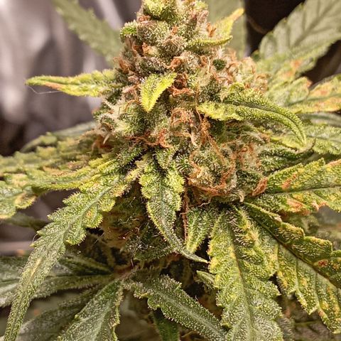 Strawberry Gorilla Auto growlog timeline photo