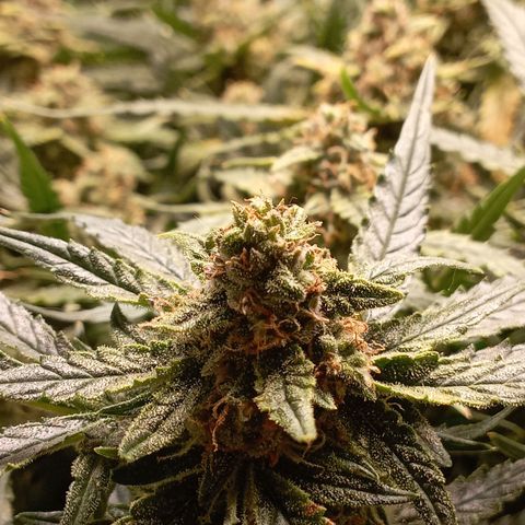Strawberry Gorilla Auto growlog timeline photo