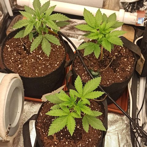 Rainbow Runtz+Permanent Marker+Royal Moby growlog timeline photo
