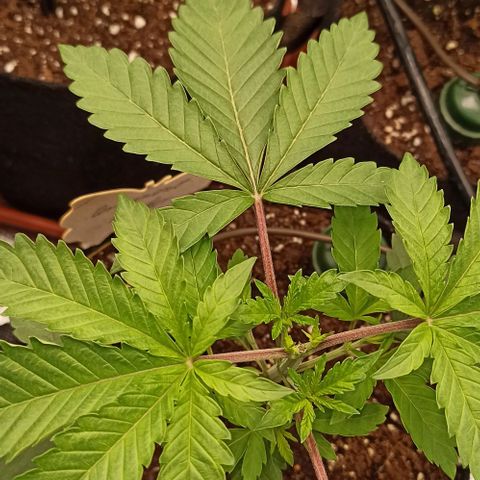 Rainbow Runtz+Permanent Marker+Royal Moby growlog timeline photo