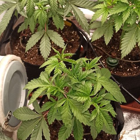 Rainbow Runtz+Permanent Marker+Royal Moby growlog timeline photo