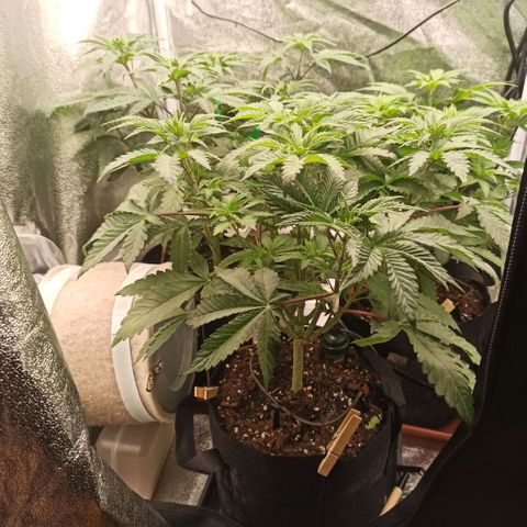 Rainbow Runtz+Permanent Marker+Royal Moby growlog timeline photo