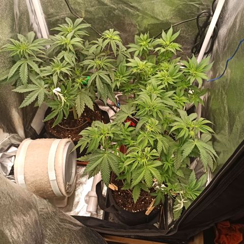 Rainbow Runtz+Permanent Marker+Royal Moby growlog timeline photo