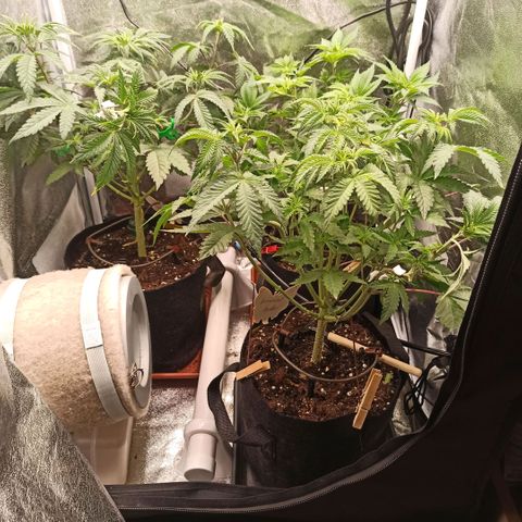 Rainbow Runtz+Permanent Marker+Royal Moby growlog timeline photo