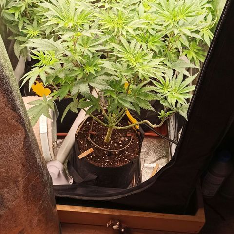 Rainbow Runtz+Permanent Marker+Royal Moby growlog timeline photo