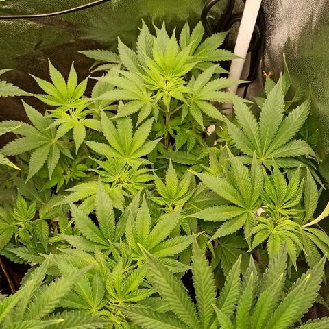 Rainbow Runtz+Permanent Marker+Royal Moby growlog timeline photo