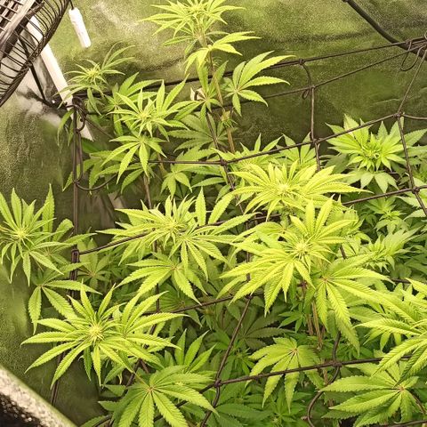 Rainbow Runtz+Permanent Marker+Royal Moby growlog timeline photo