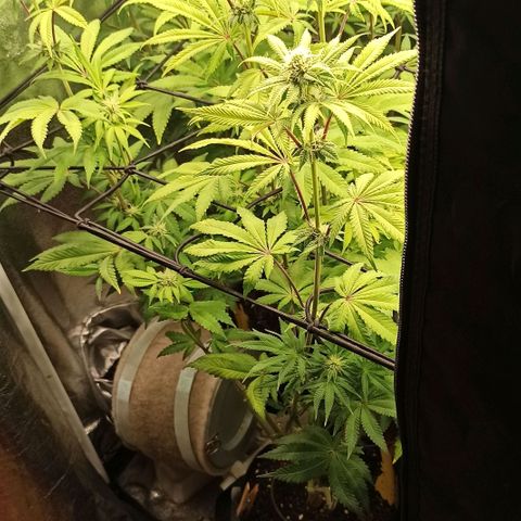 Rainbow Runtz+Permanent Marker+Royal Moby growlog timeline photo