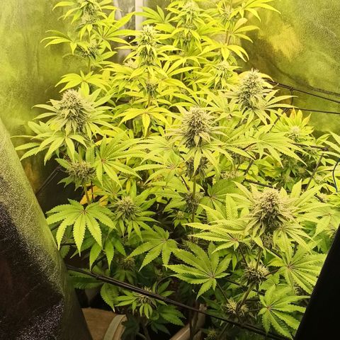 Rainbow Runtz+Permanent Marker+Royal Moby growlog timeline photo