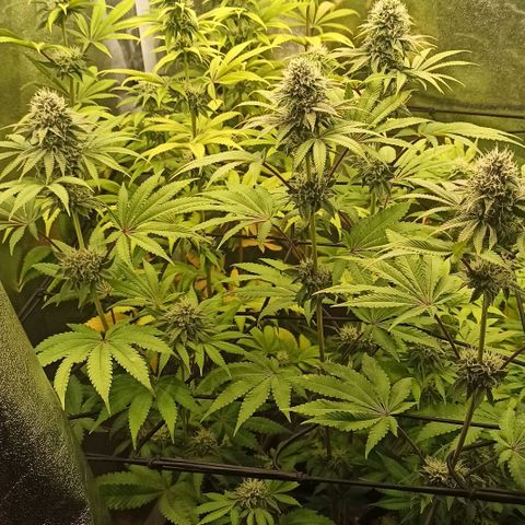 Rainbow Runtz+Permanent Marker+Royal Moby growlog timeline photo
