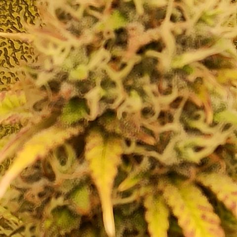 Rainbow Runtz+Permanent Marker+Royal Moby growlog timeline photo