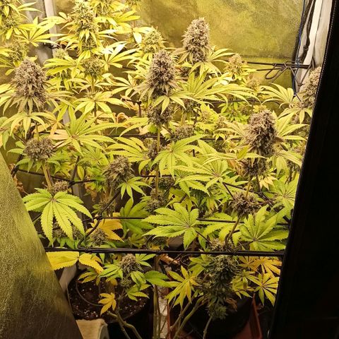 Rainbow Runtz+Permanent Marker+Royal Moby growlog timeline photo