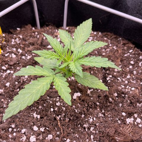 420Runtz growlog timeline photo