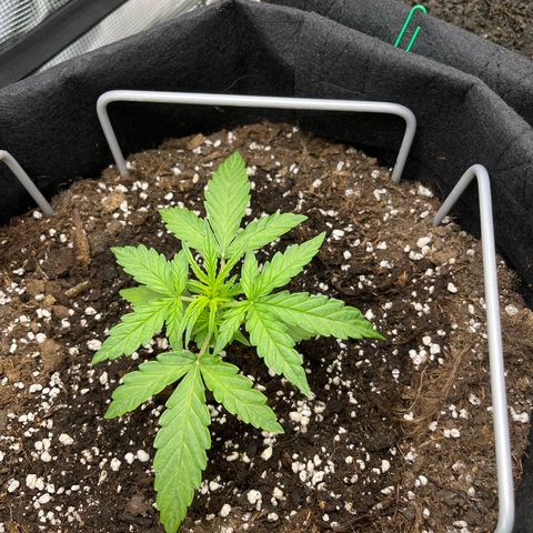 420Runtz growlog timeline photo