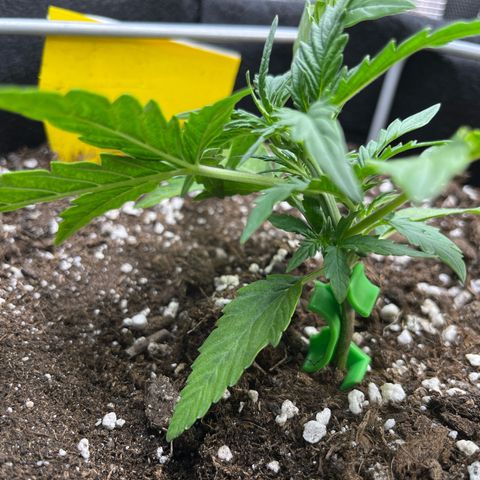 420Runtz growlog timeline photo