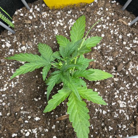 420Runtz growlog timeline photo
