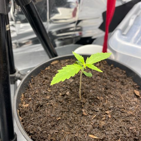 Plantzero2 growlog timeline photo