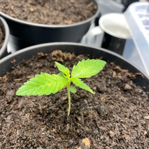 Plantzero3 growlog timeline photo